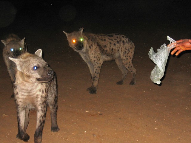بالفيديو.. أردني ينتقم من ضباع هاجمت