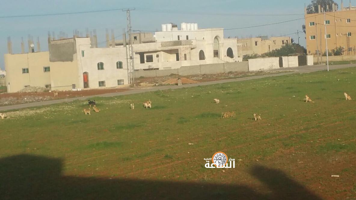 الكلاب تذرع مادبا وتثير الذعر في