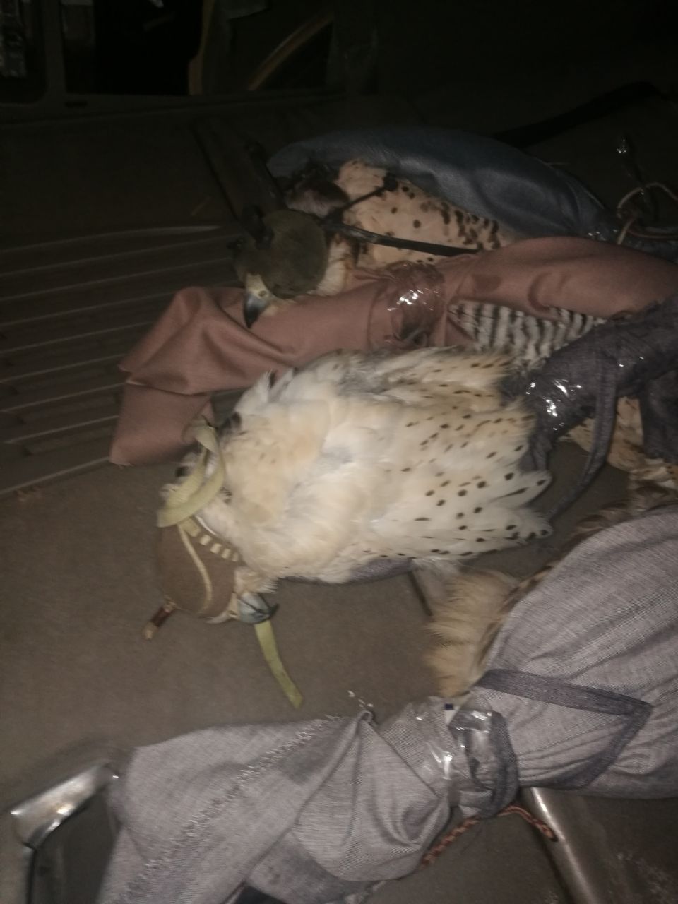 الجمارك تحبط تهريب صقور جارحة نادرة