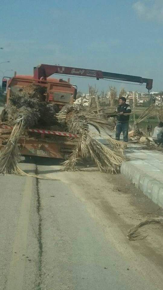 بلدية الكرك تخلع أشجار النخيل التي