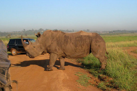 حديقة نيروبي الوطنية.. مقصد عشاق الحياة