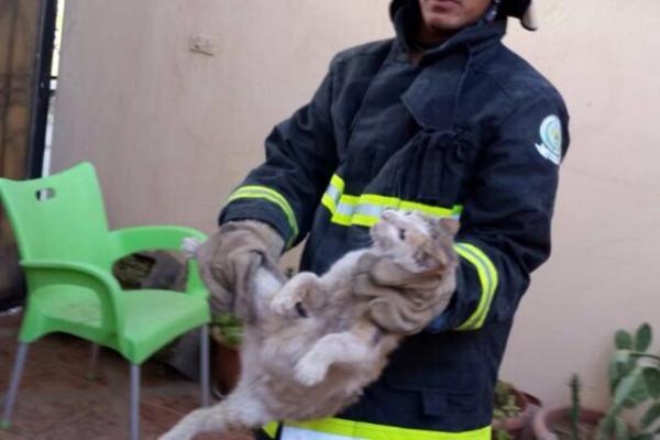 الدفاع المدني ينقذ قطتين عالقتين في