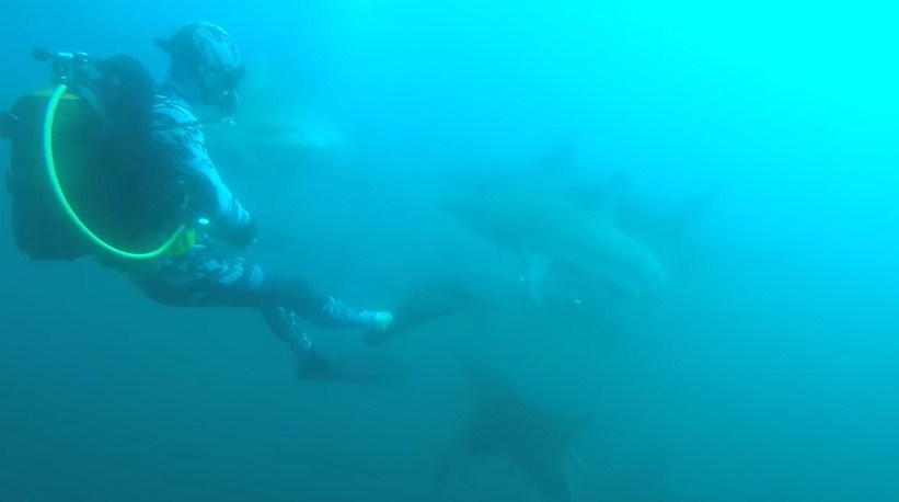 وجها لوجه مع قرش مفترس (فيديو)‏