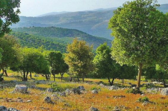 عجلون: الاجواء الدافئة تنعش موسم التبقل