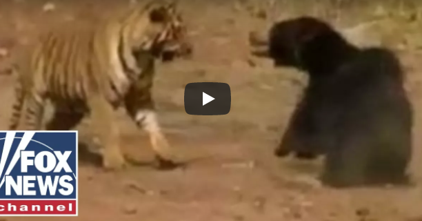 بالفيديو.. نهاية غير متوقعة لصراع عنيف