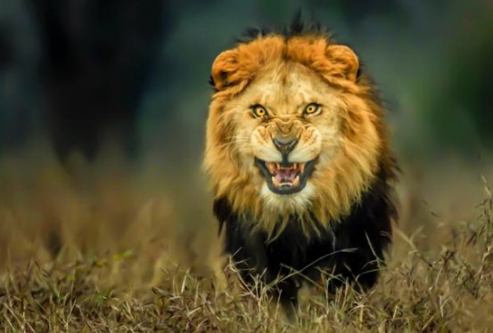 السعودية .. أسد يخرج عن السيطرة