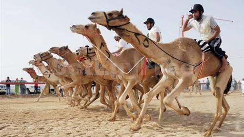 الأردن يشارك بمهرجان الهجن