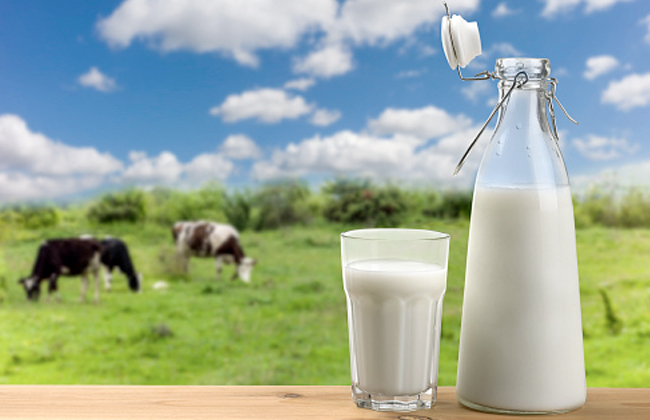 الأردنيون يعزفون عن شراء الألبان