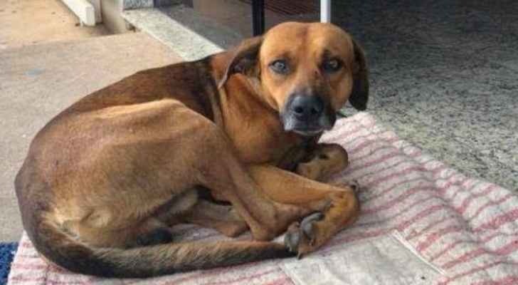 كلب يعتصم امام مستشفى بالبرازيل حزنا