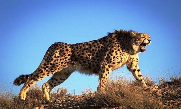 فهد شرس يهاجم سكان بلدة في