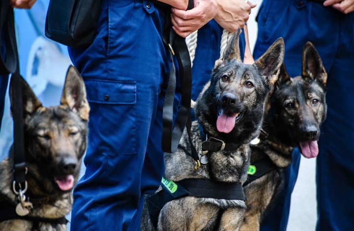 كلاب أمريكية لإيجاد كنوز مهربة بسوريا