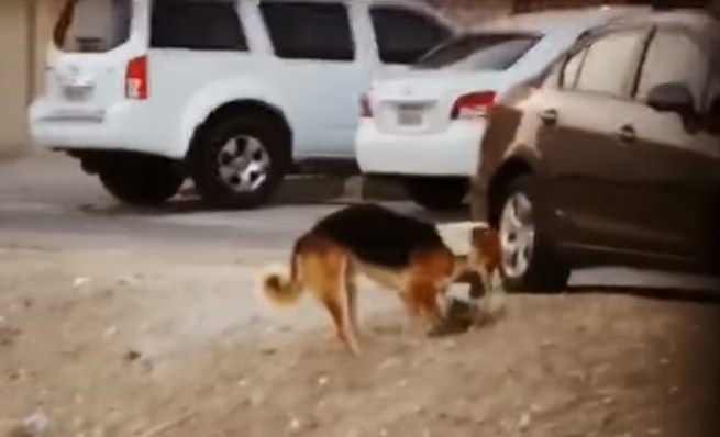 الميت قط والدافن كلب.. فيديو يعلم