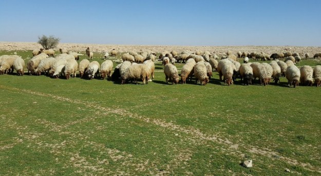 بدء اصدار رخص الرعي في مواقع