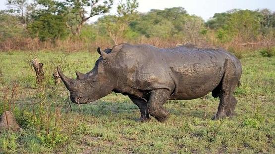 نفوق آخر ذكر لوحيد القرن الشمالي