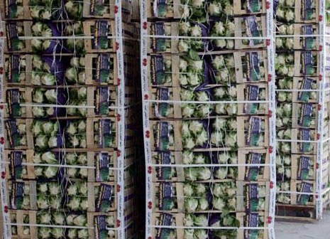 انخفاض صادرات الأردن من الخضار إلى