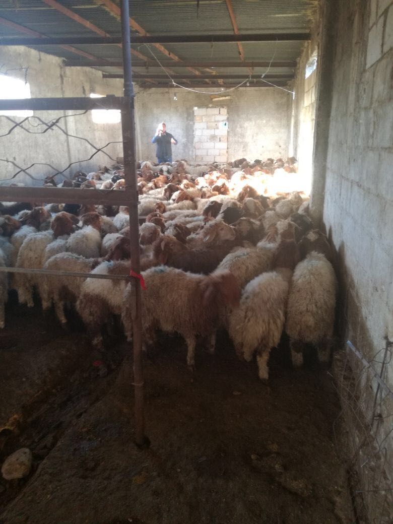 القبض على سارقي مواشي في مادبا