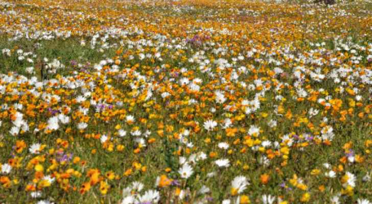 الخميس: ارتفاع ملموس على الحرارة وأجواء