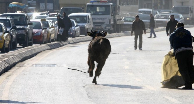 قتل 10 عجول كولومبية هاربة من