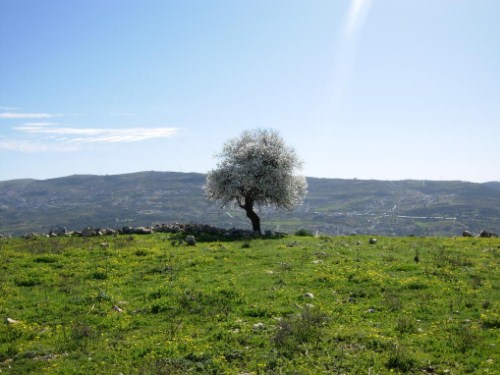 عجلون: مساحات زراعية مهملة بسبب شيوع