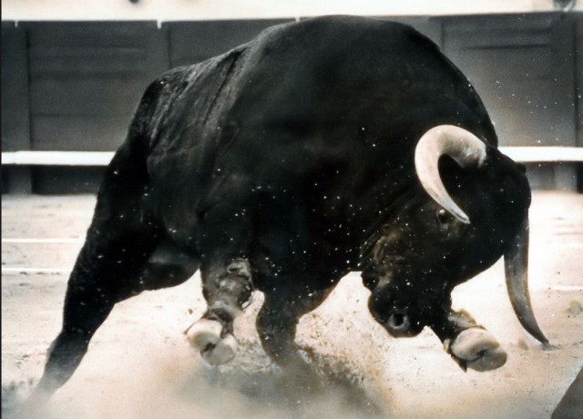 شرطة العقبة تقتل 5 ثيران هائجة