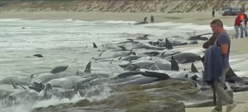 انتحار جماعي للدلافين (فيديو)