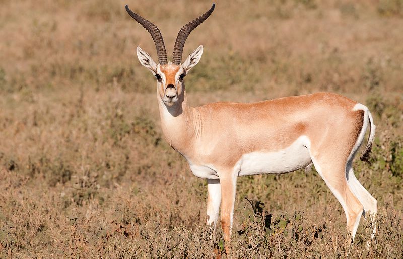 فقدان 100 رأس من الغزلان في