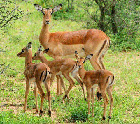الزعبي يكتب : «غزلان دبين».. اسألوا