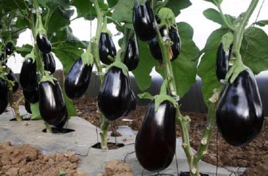 9 سنوات لتبرئة إيطالي من سرقة