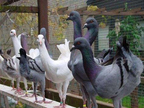 مسابقة لملكة جمال الحمام بالأردن (فيديو)