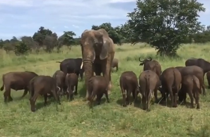 في الهند.. ’فيل مدخّن‘ يثير جدلا