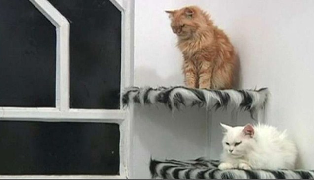 أول فندق للقطط في العراق