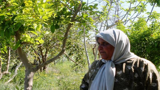 أم بكر سيدة الأعشاب الأردنية.. ثلاثون