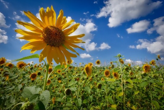 أسبوع ربيعي معتدل الحرارة