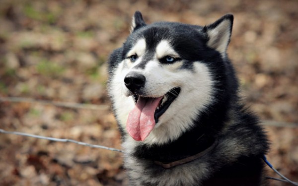 كلب يقظ ينقذ عائلة من موت