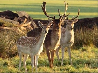 الكشف عن هوية سارق الغزلان من