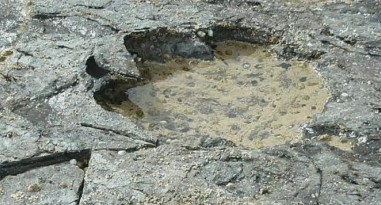 اكتشاف آثار أضخم حيوان بتاريخ الأرض