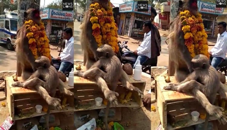 مشهد مؤثر لقرد يحتضن جثة أمه