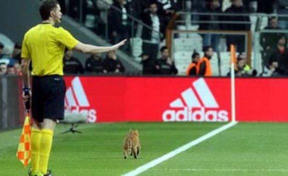 قط ينال لقب أفضل لاعب كرة