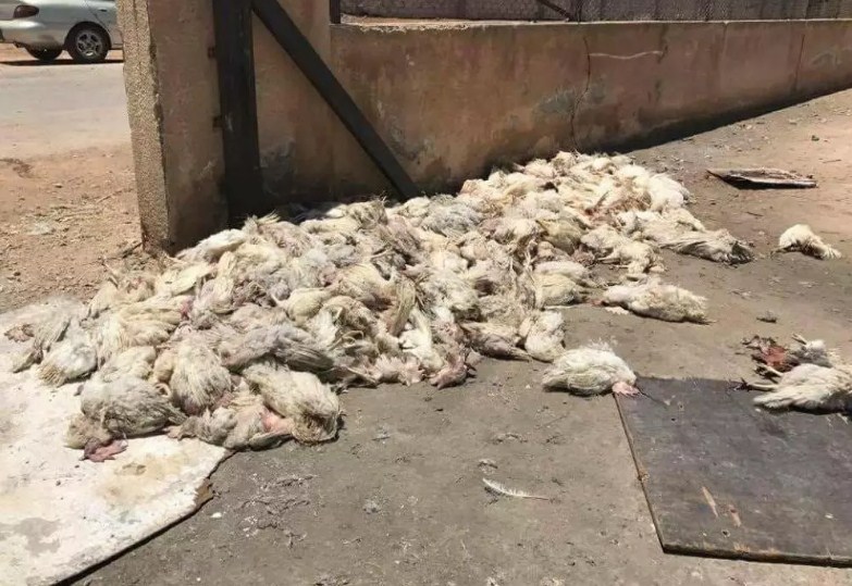 شكاوى اهالي معان من مخلفات نتافات