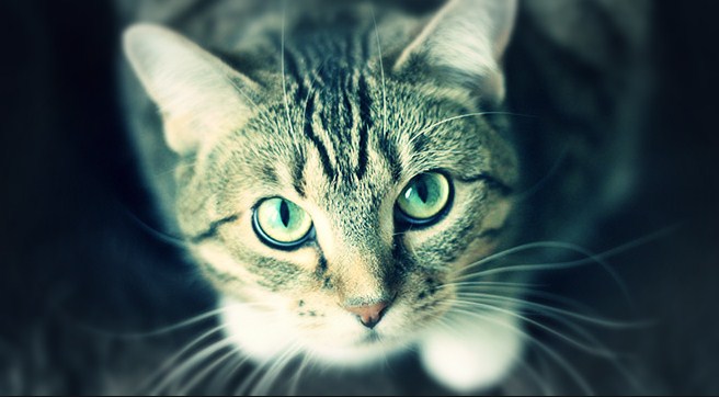 قطة صغيرة تنضم إلى قوات الشرطة