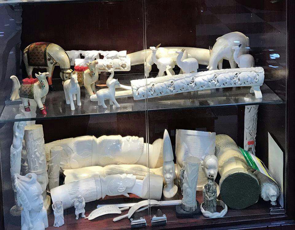 ضبط 23 قطعة ’عاج منحوتة‘ باستراحة