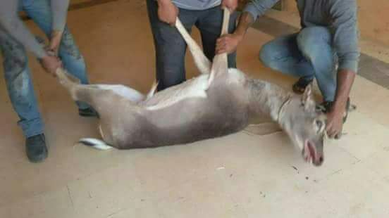 هل ذبح «نائب» غزلان دبين.. وزارة