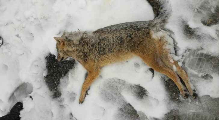 عجلون.. ذئاب فرت من البرد تلقى