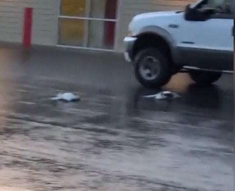 بالفيديو: 50 إوزة تسقط من السماء