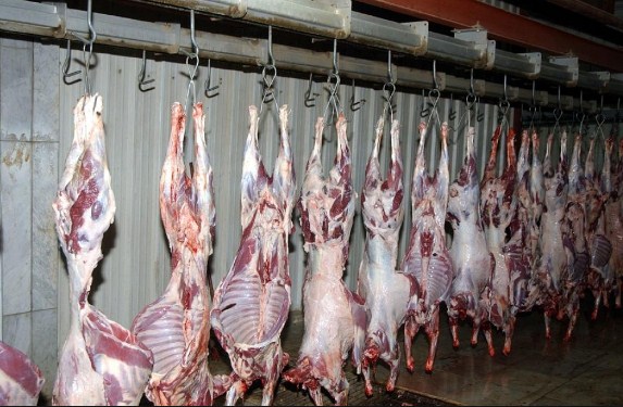 مسلخ الامانة : معاينة 13881 طن