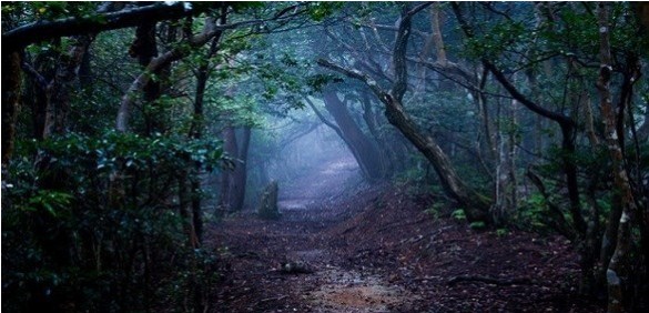 تعرّف على الغابة الأكثر رعبا