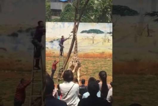 موت مروع لزرافة فضولية (فيديو)