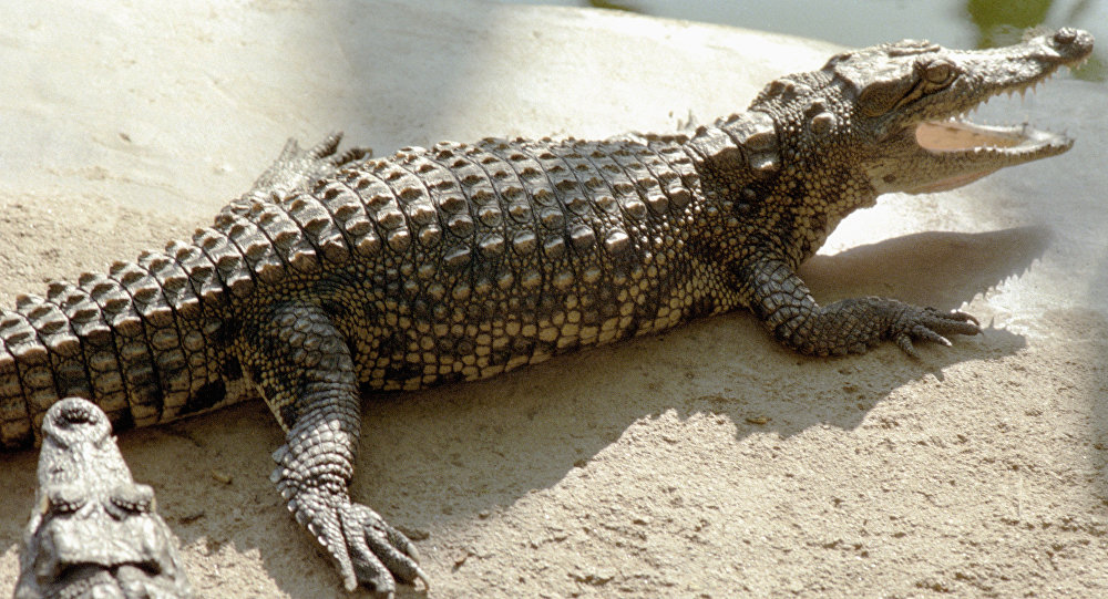 إلقاء مغتصب فتاة صغيرة في قفص