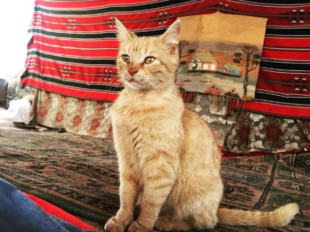 قطة بتراوية