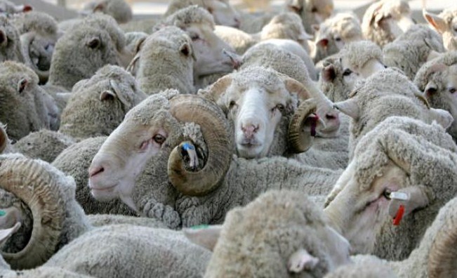 الزراعة تبدأ استقبال طلبات السماح باستيراد